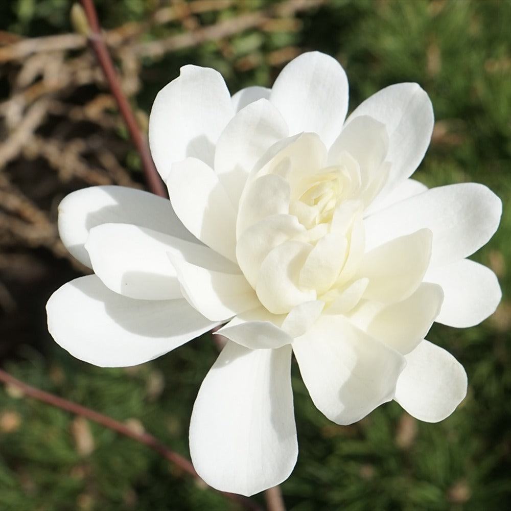 Magnolie Loebneri Wildcat, flori albe duble parfumate, arbust decorativ, rezistent frig