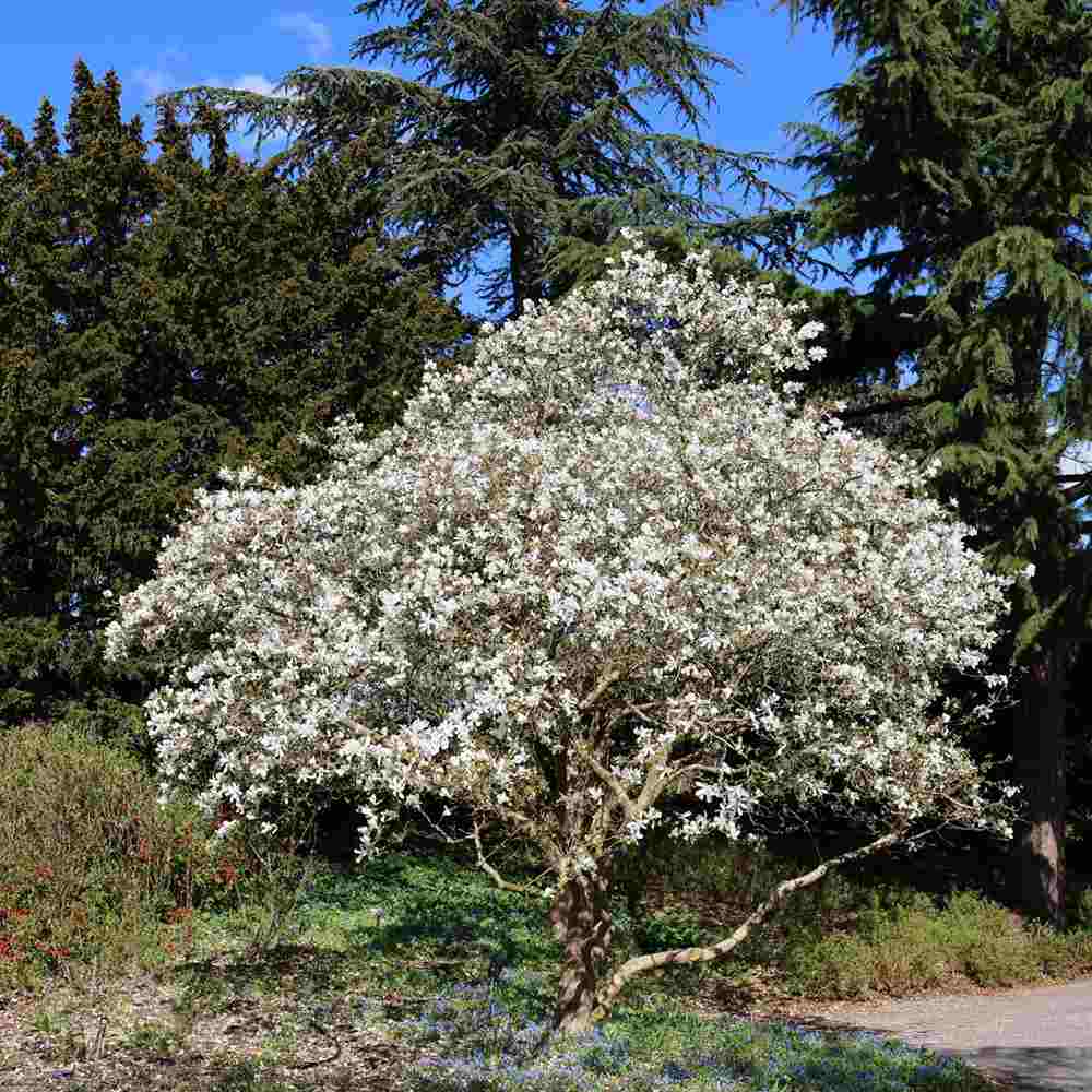Magnolie Loebneri Wildcat, flori albe duble parfumate, arbust decorativ, rezistent frig