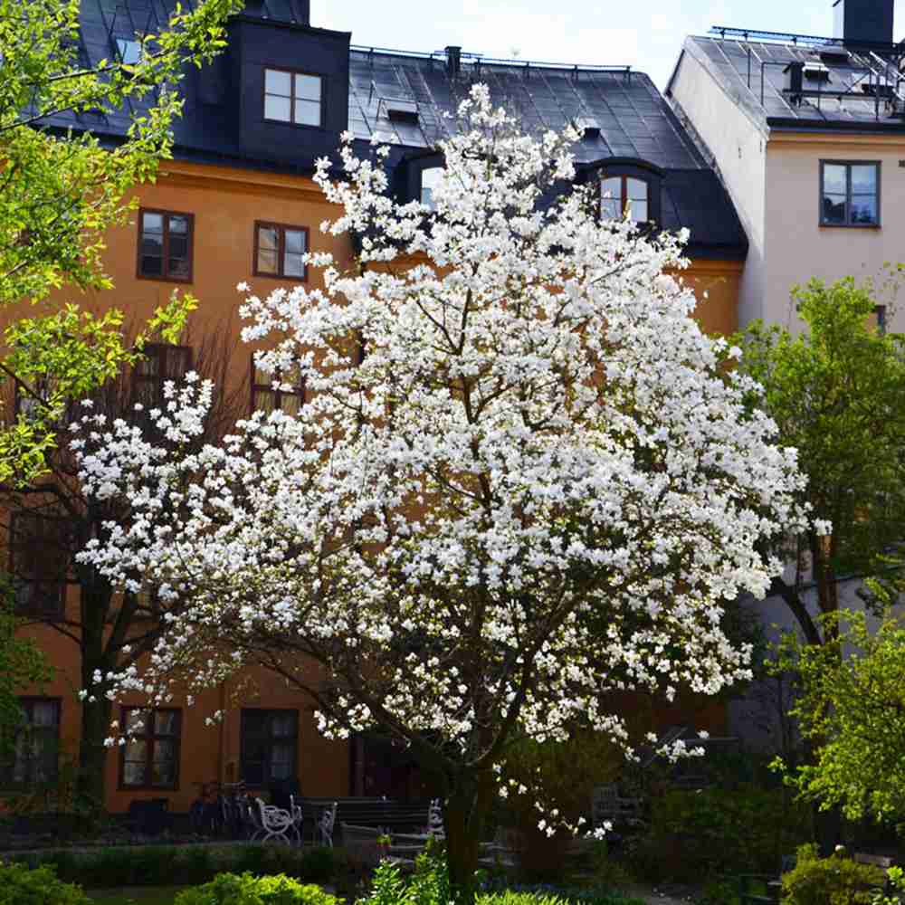 Magnolie Loebneri Wildcat, flori albe duble parfumate, arbust decorativ, rezistent frig