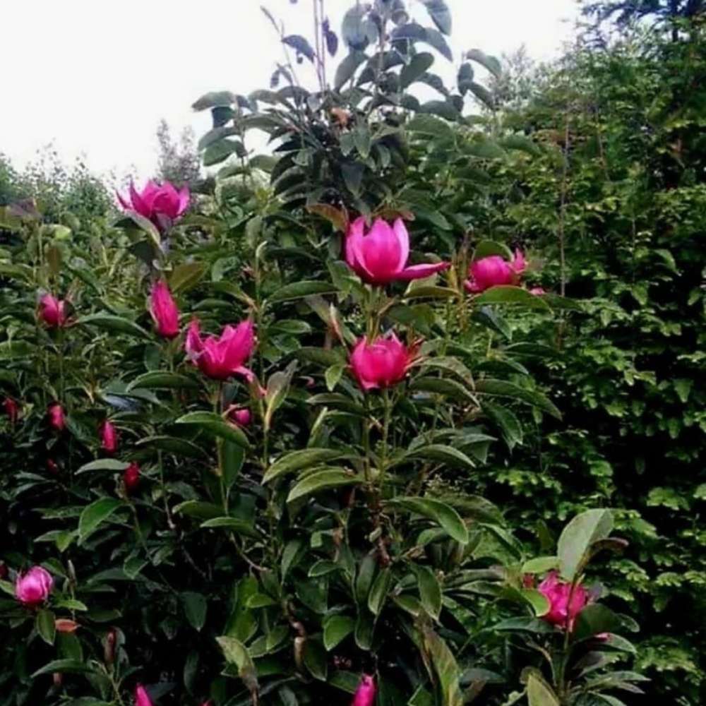 Magnolie Pink Pyramid PBR, arbust ornamental cu flori roz piramidale, foarte rar de gasit