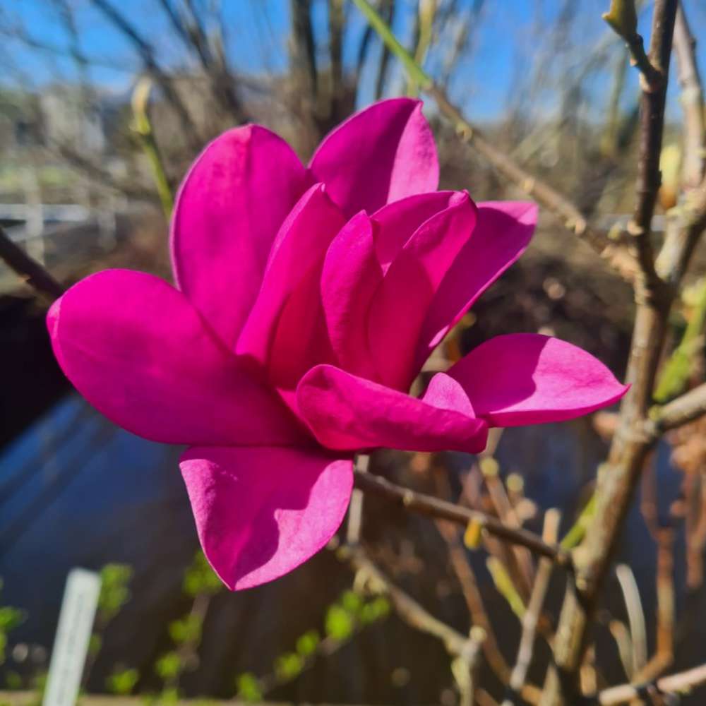 Magnolie Pink Pyramid PBR, arbust ornamental cu flori roz piramidale, foarte rar de gasit