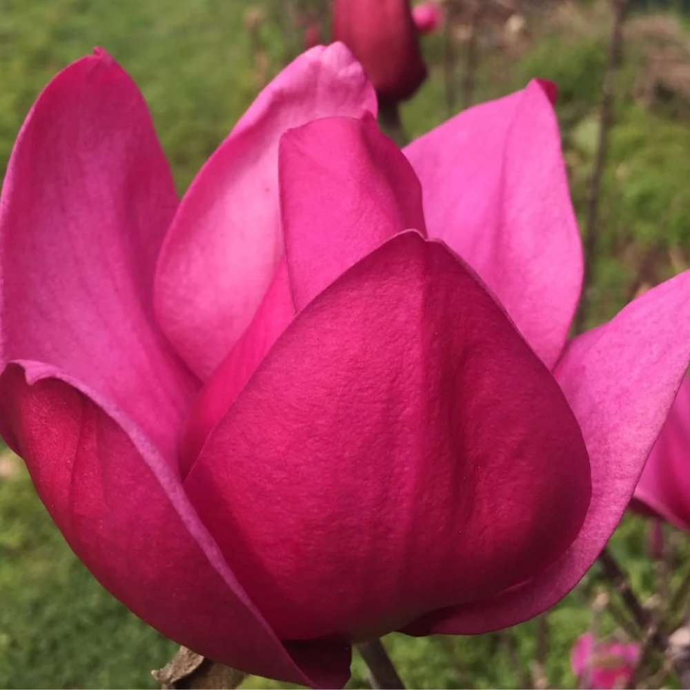 Magnolie Pink Pyramid PBR, arbust ornamental cu flori roz piramidale, foarte rar de gasit