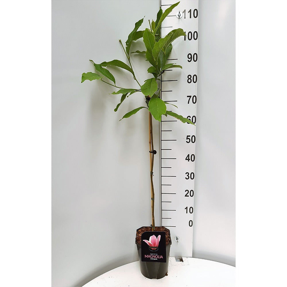 Magnolie Soulangeana, tip copac, flori mari roz alb, arbore clasic ornamental