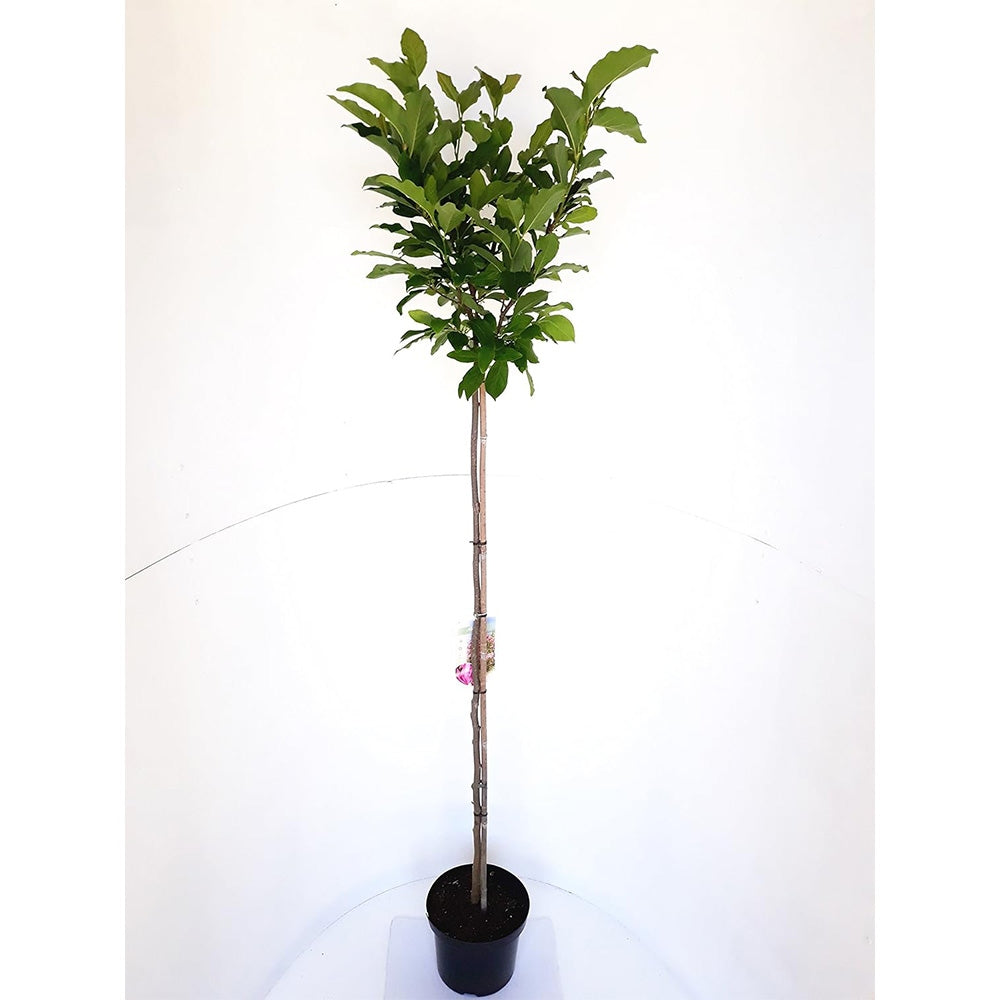 Magnolie Susan, tip copac, flori roz inchis parfumate, arbore ornamental rezistent
