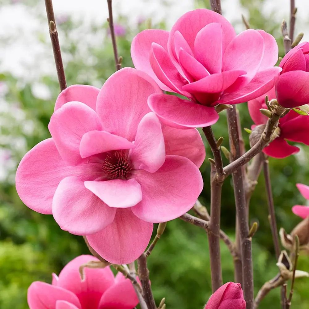 Magnolie Watermelon PBR, flori roz pepene vibrante si parfumate, arbust ornamental foarte exclusiv