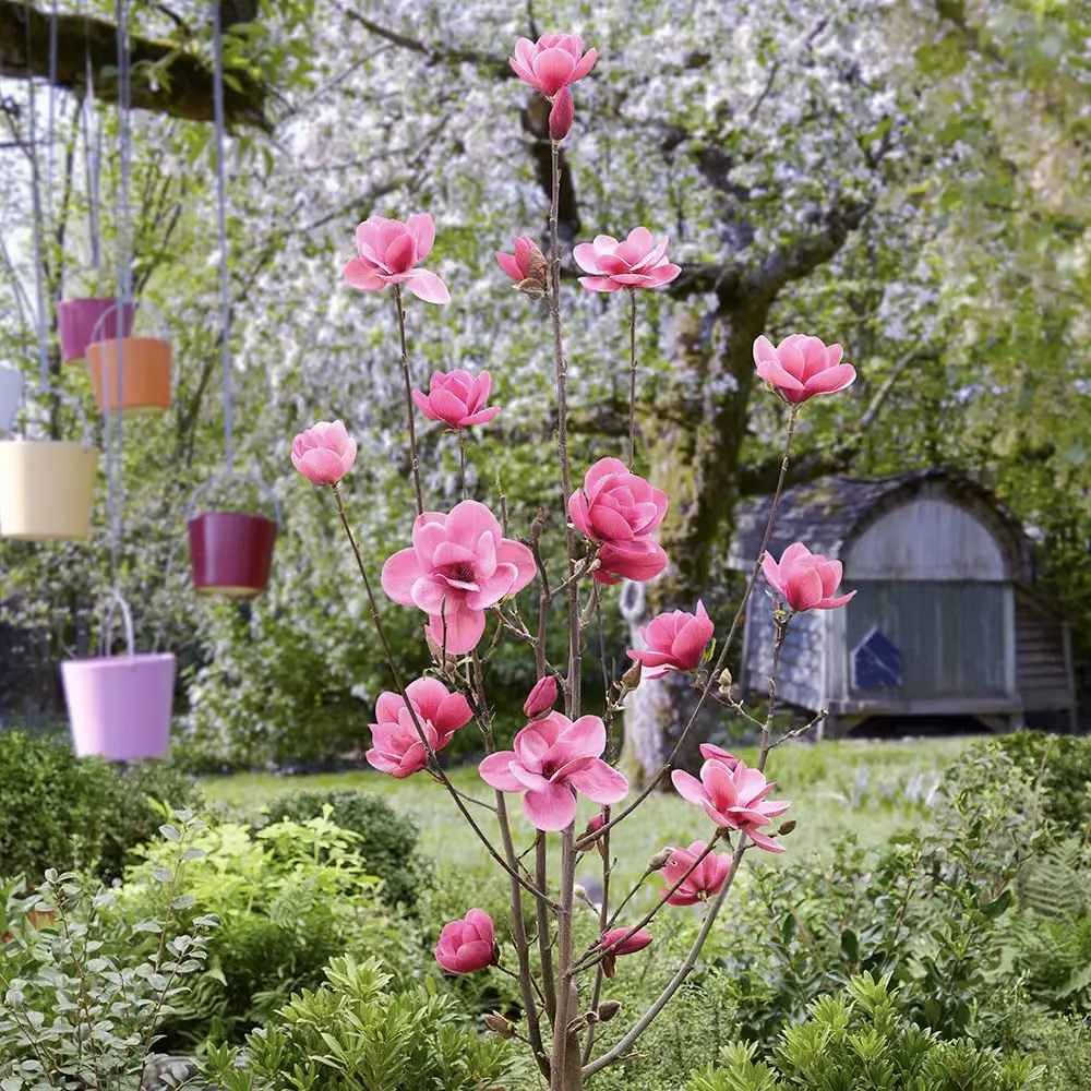 Magnolie Watermelon PBR, flori roz pepene vibrante si parfumate, arbust ornamental foarte exclusiv