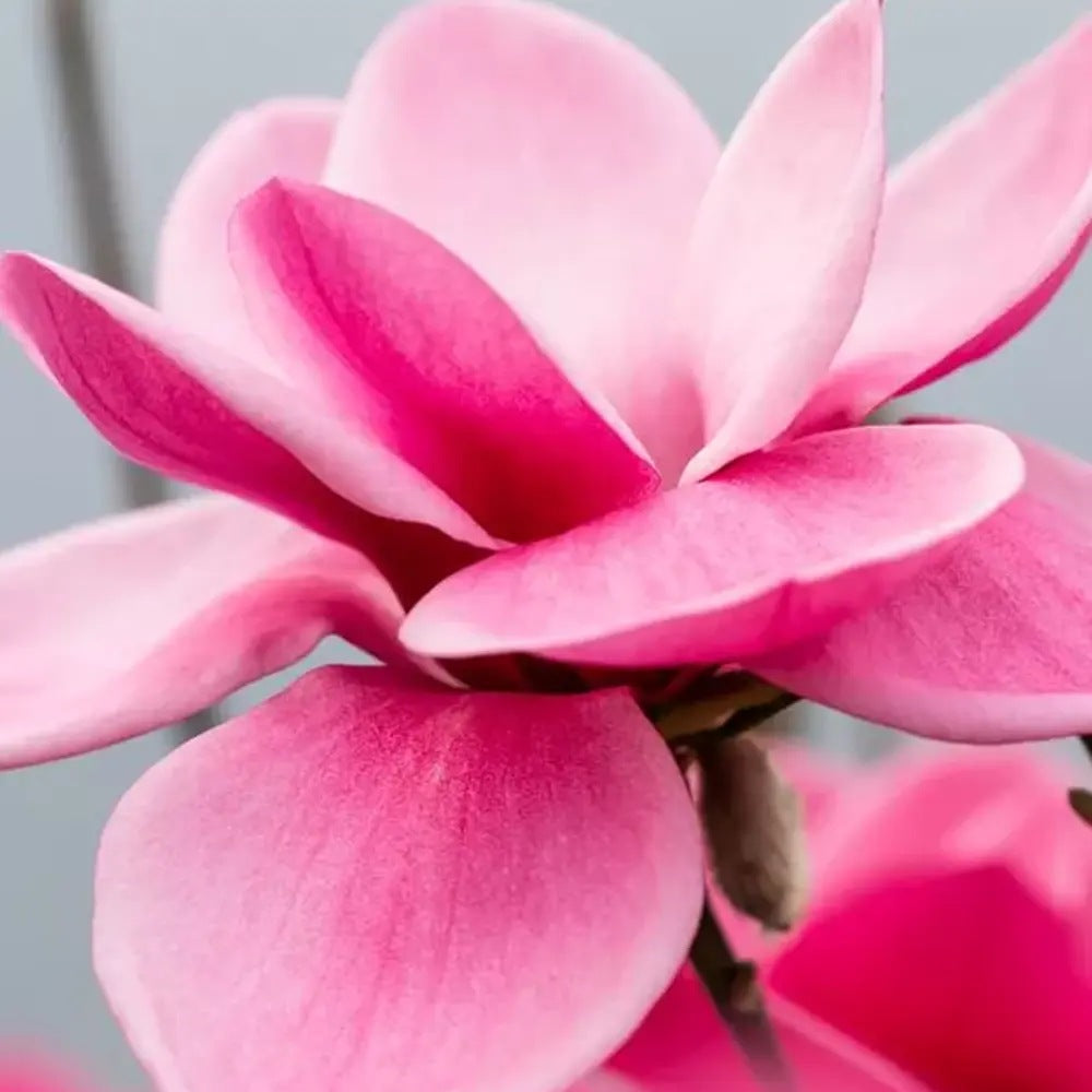 Magnolie Watermelon PBR, flori roz pepene vibrante si parfumate, arbust ornamental foarte exclusiv