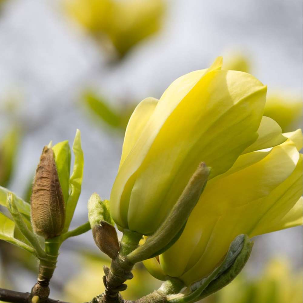 Magnolie Yellow River, flori galbene parfumate, arbust ornamental exotic