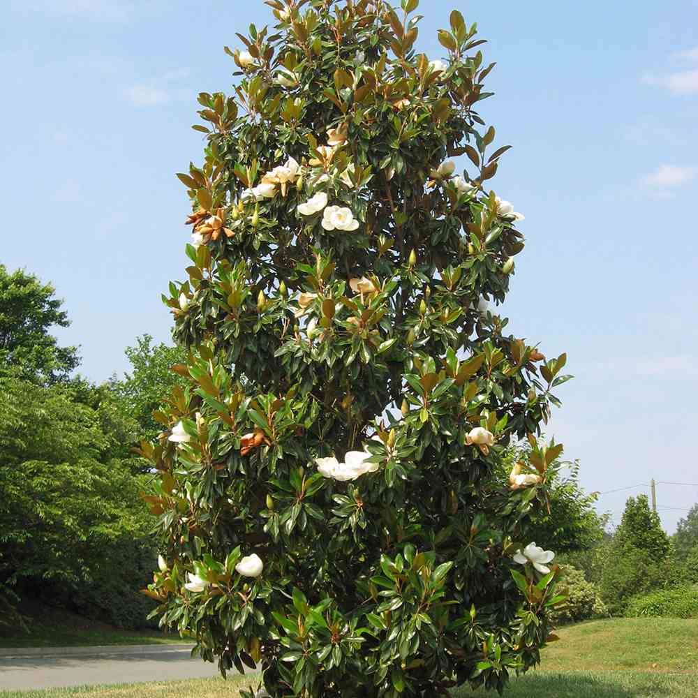 Magnolie Grandiflora Ferruginea copac vesnic verde, flori parfumate, rezistenta la frig, decor spectaculos