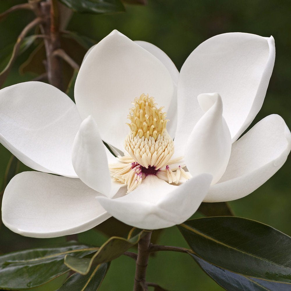 Magnolie Grandiflora Ferruginea copac vesnic verde, flori parfumate, rezistenta la frig, decor spectaculos