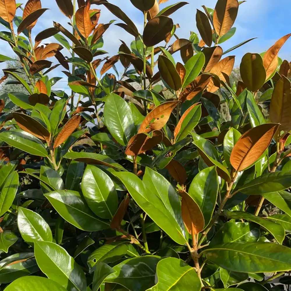 Magnolie Grandiflora Ferruginea copac vesnic verde, flori parfumate, rezistenta la frig, decor spectaculos
