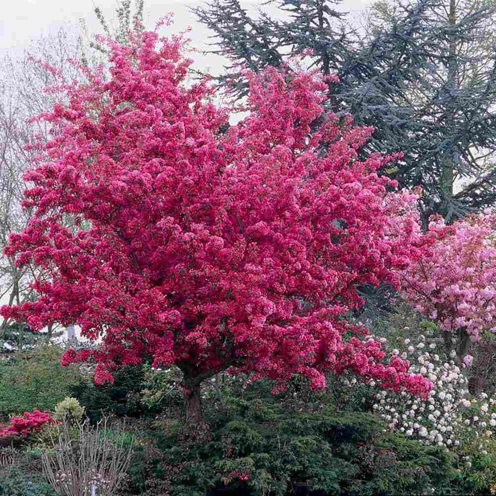 Mar Ornamental Profusion, copac decorativ cu flori roz-violet parfumate, fructe rosii mici