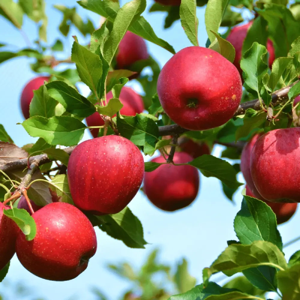 Mar (Malus) Stayman Red, cu fructe rosii dulci-acrisor, an 3 pe rod