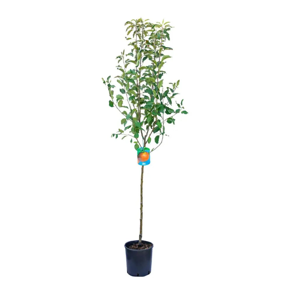 Mar (Malus) Stayman Red, cu fructe rosii dulci-acrisor, an 3 pe rod