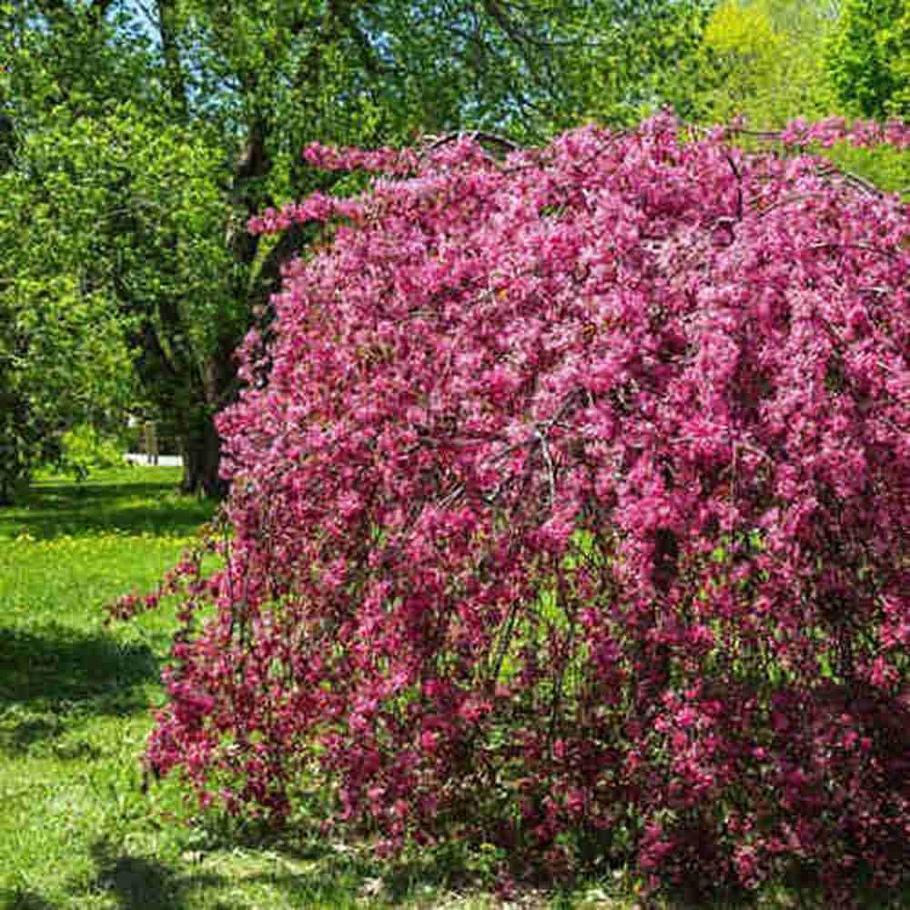 Mar Ornamental Royal Beauty, mar ornamental plangator cu flori roz primavara si fructe rosii decorative, arbore rezistent la ger