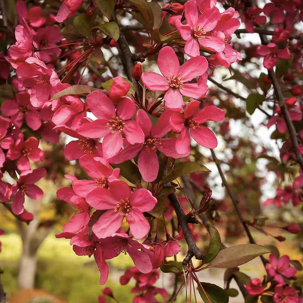 Mar Ornamental Royal Beauty, mar ornamental plangator cu flori roz primavara si fructe rosii decorative, arbore rezistent la ger