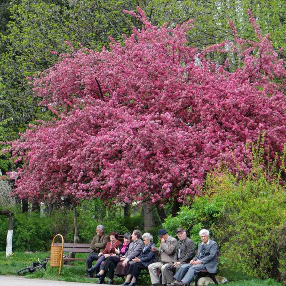 Mar Ornamental Rudolph, copac decorativ cu flori roz, frunzis rosu-purpuriu si fructe rosii persistente