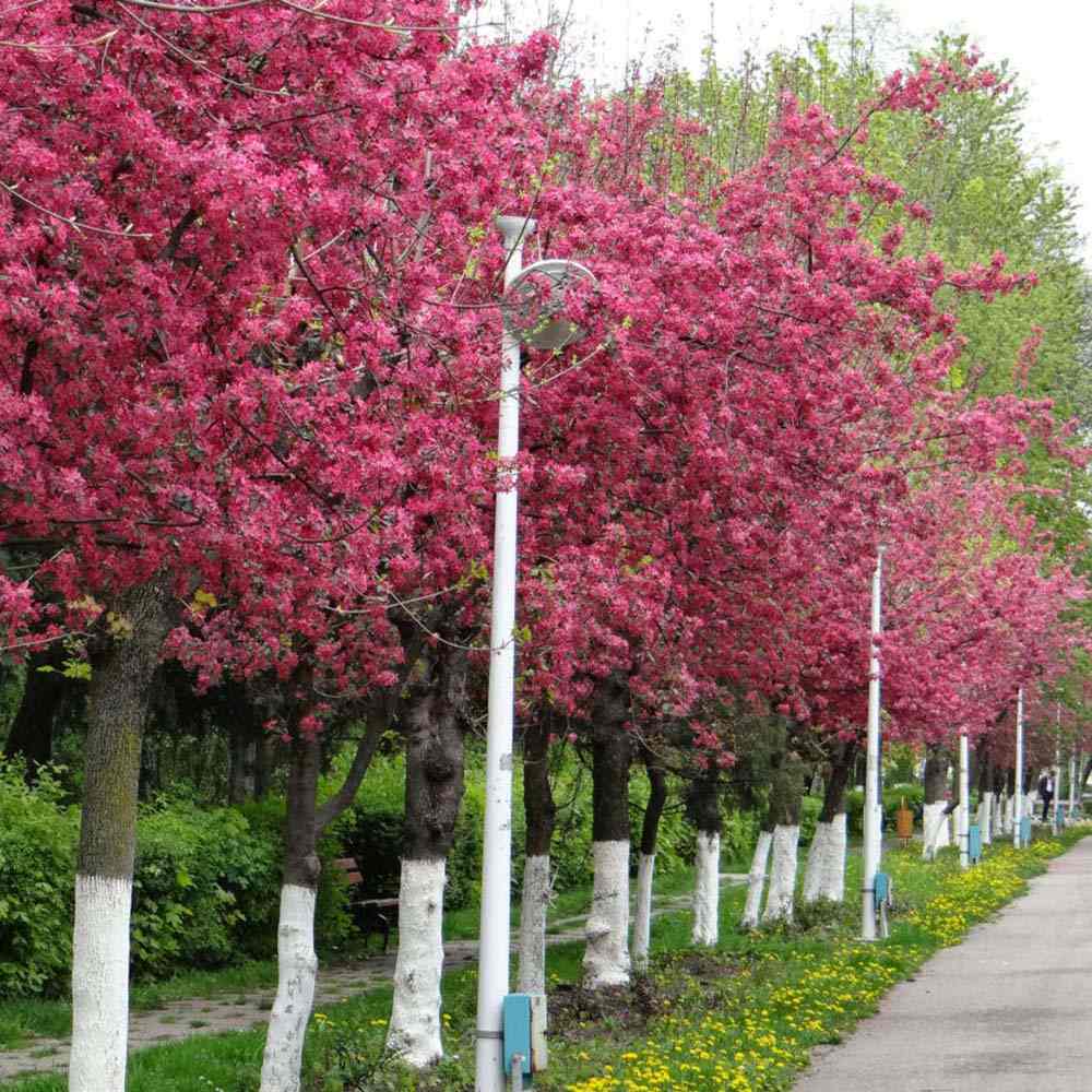 Mar Ornamental Rudolph, copac decorativ cu flori roz, frunzis rosu-purpuriu si fructe rosii persistente