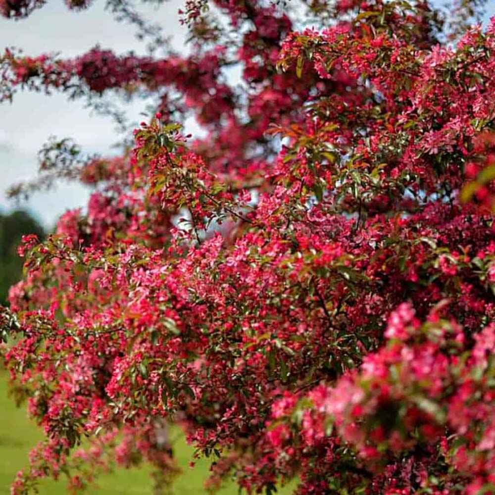 Mar Ornamental Rudolph, copac decorativ cu flori roz, frunzis rosu-purpuriu si fructe rosii persistente