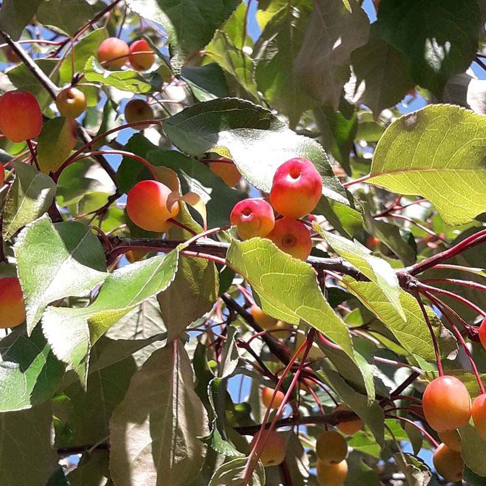 Mar Ornamental Rudolph, copac decorativ cu flori roz, frunzis rosu-purpuriu si fructe rosii persistente