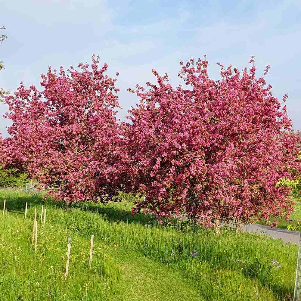 Mar Ornamental Rudolph, copac decorativ cu flori roz, frunzis rosu-purpuriu si fructe rosii persistente