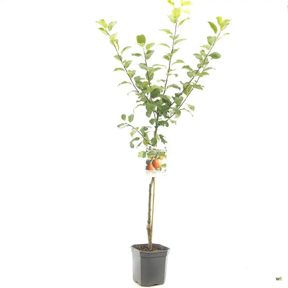 Mar (Malus) Santana, cu fructe rosii dulci-acrisor, an 3 pe rod