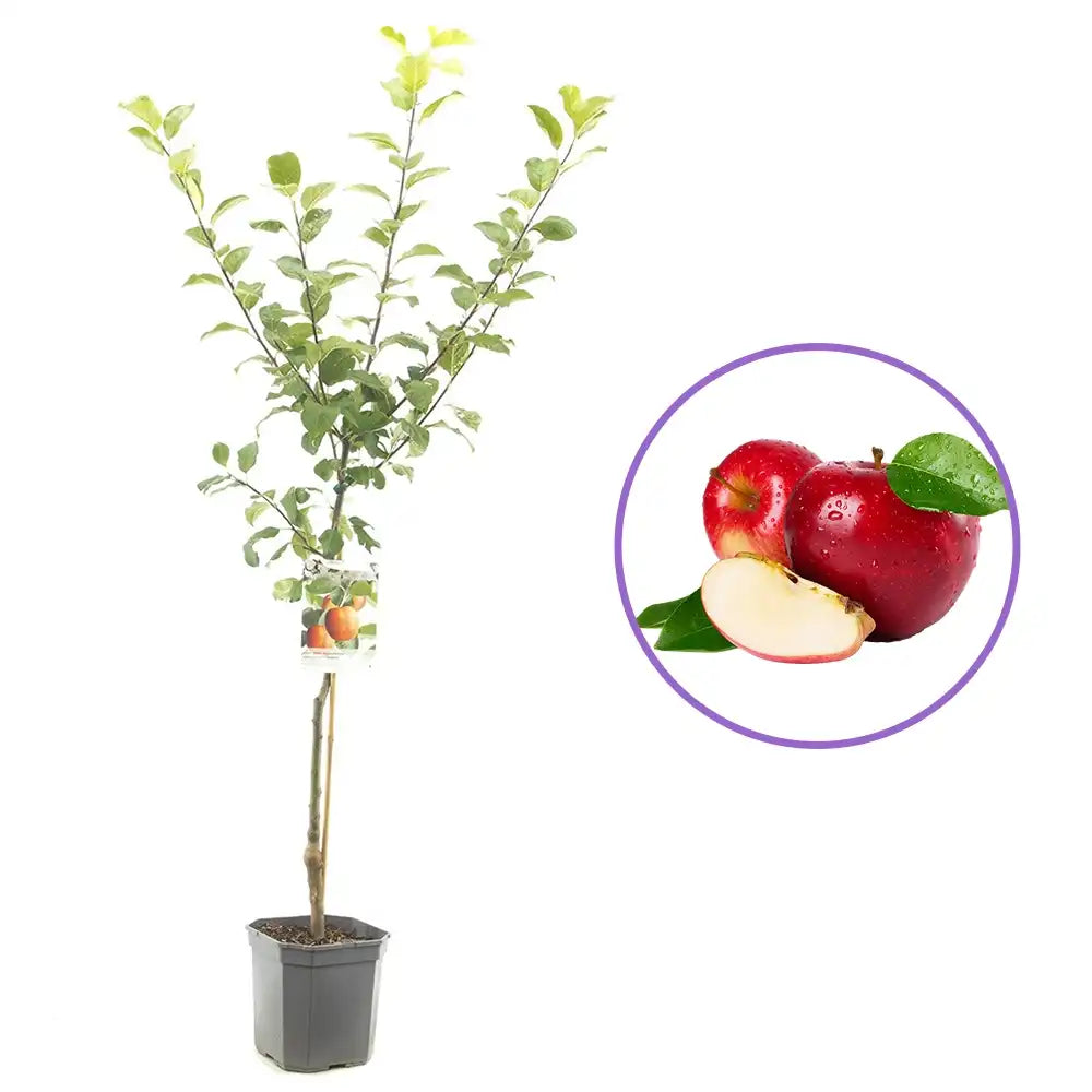 Mar (Malus) Santana, cu fructe rosii dulci-acrisor, an 3 pe rod