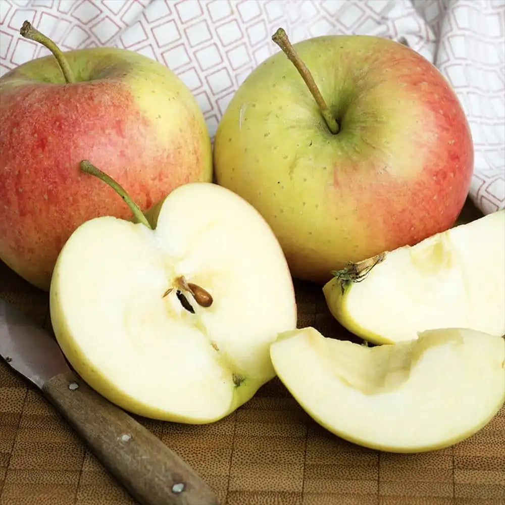 Mar (Malus) Santana, cu fructe rosii dulci-acrisor, an 3 pe rod