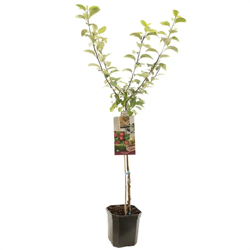 Mar (Malus) Sterappel, cu fructe rosii dulci-acrisor, an 3 pe rod