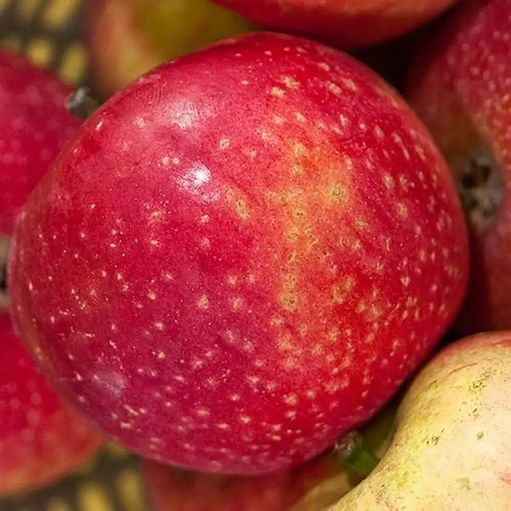 Mar (Malus) Sterappel, cu fructe rosii dulci-acrisor, an 3 pe rod