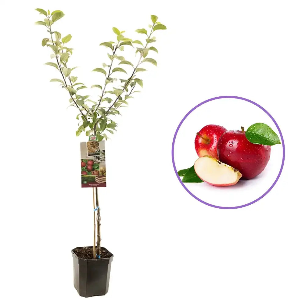 Mar (Malus) Sterappel, cu fructe rosii dulci-acrisor, an 3 pe rod