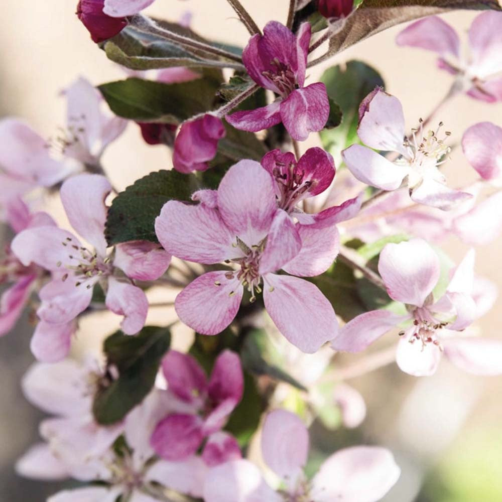 Mar Columnar Appletini, cu fructe mari rosii si dulci, an 3 pe rod