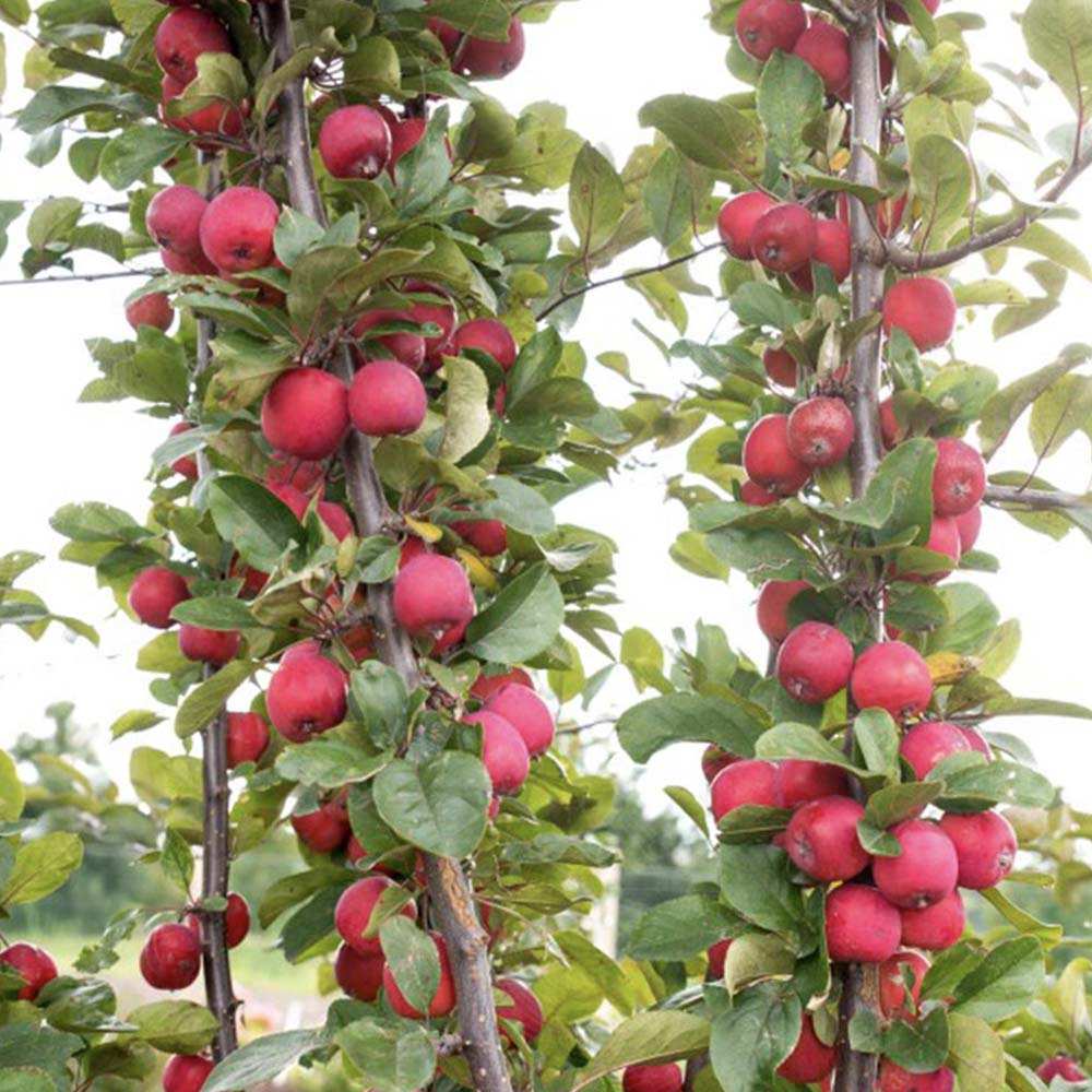Mar Columnar Appletini, cu fructe mari rosii si dulci, an 3 pe rod