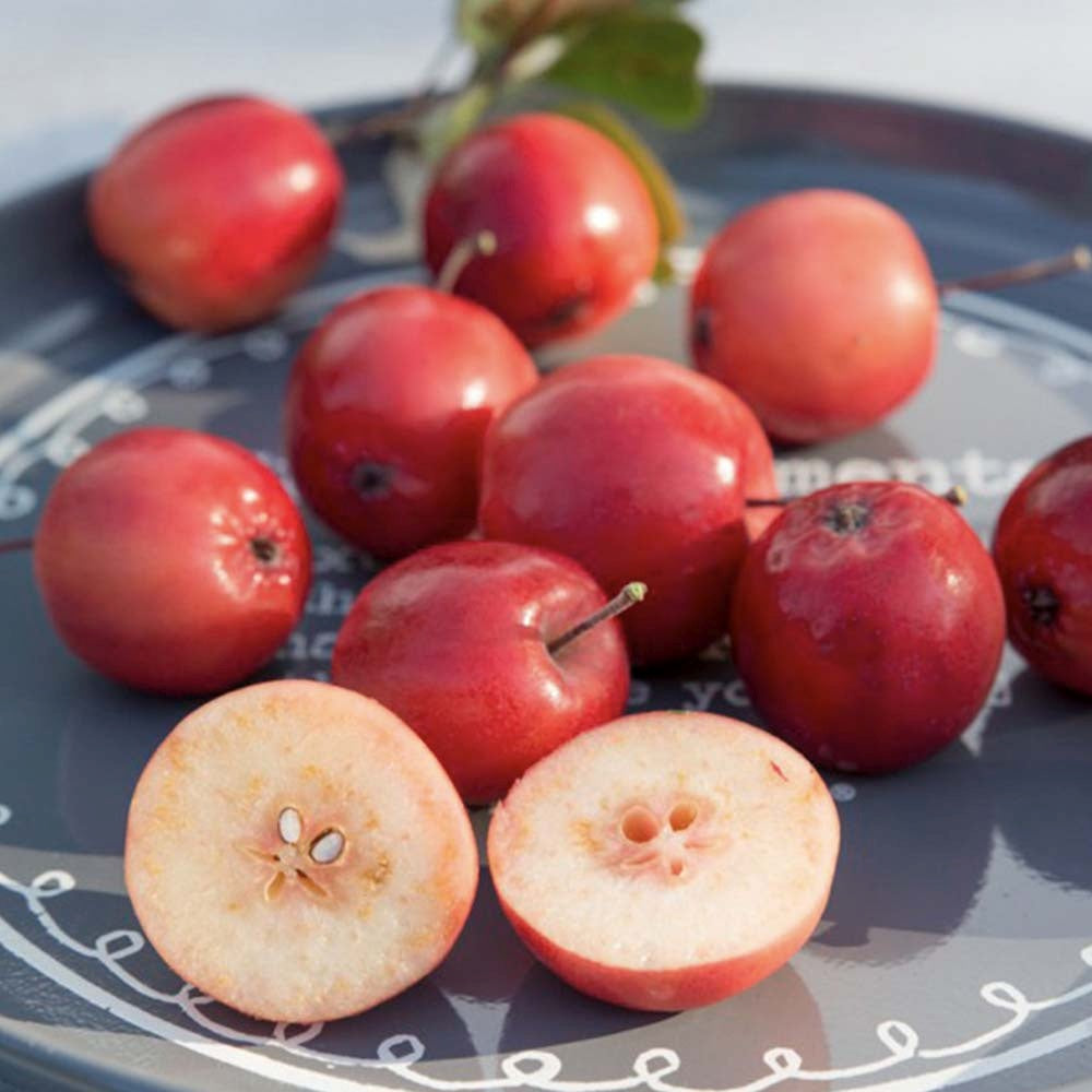 Mar Columnar Appletini, cu fructe mari rosii si dulci, an 3 pe rod