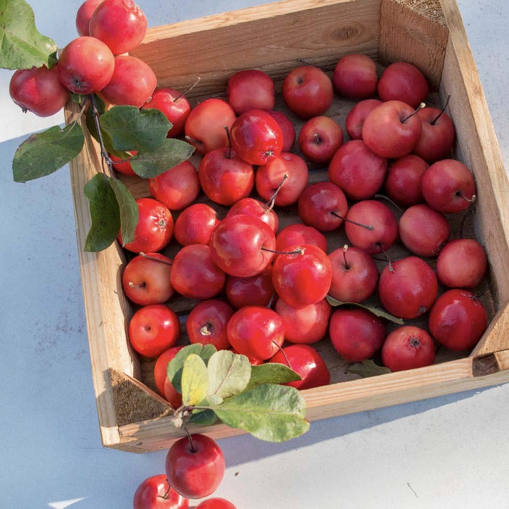 Mar Columnar Appletini, cu fructe mari rosii si dulci, an 3 pe rod