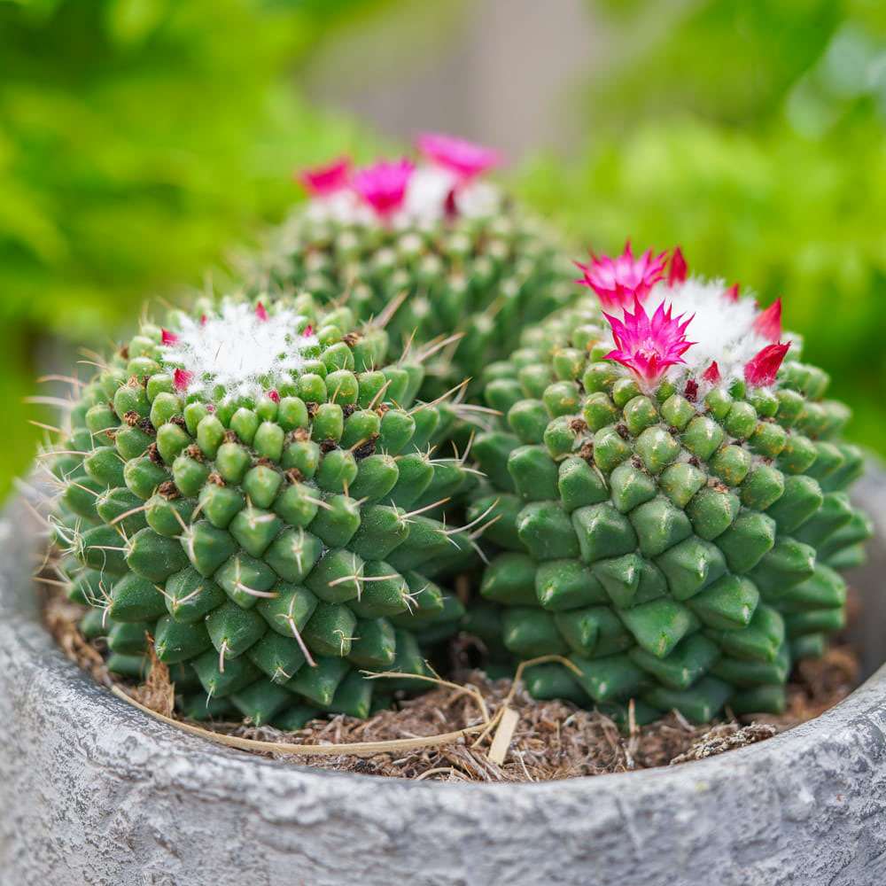 Cactus Globular Mammillaria polythele toluca cu flori roz decorative, ideal pentru interior, usor de ingrijit