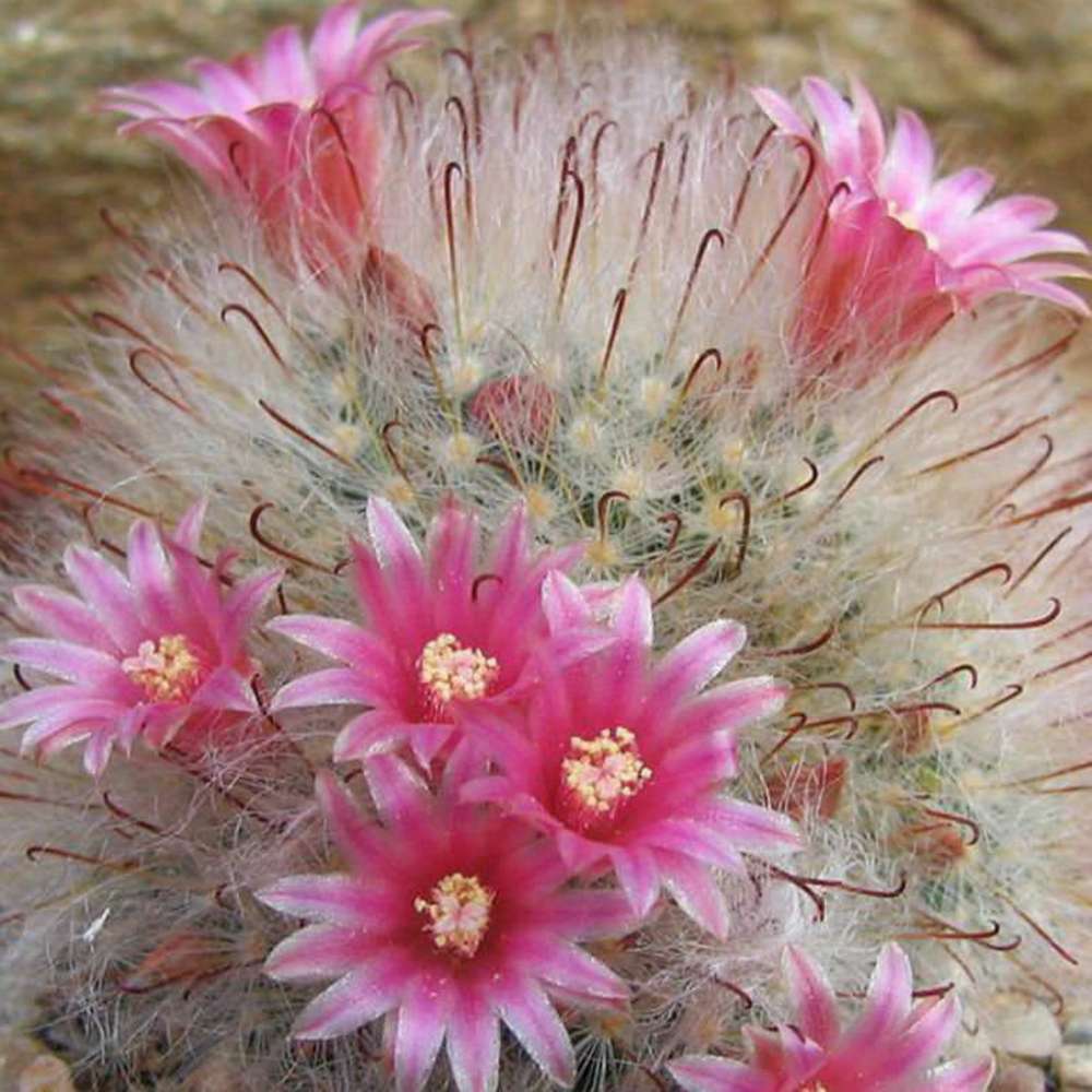 Cactus Globular Mammillaria Bocasana cu flori decorative, ideal pentru interior, usor de ingrijit
