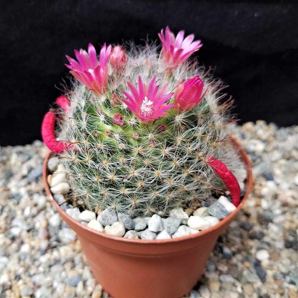 Cactus Globular Mammillaria Bocasana cu flori decorative, ideal pentru interior, usor de ingrijit