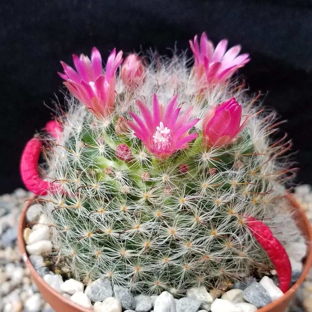 Cactus Globular Mammillaria Bocasana cu flori decorative, ideal pentru interior, usor de ingrijit