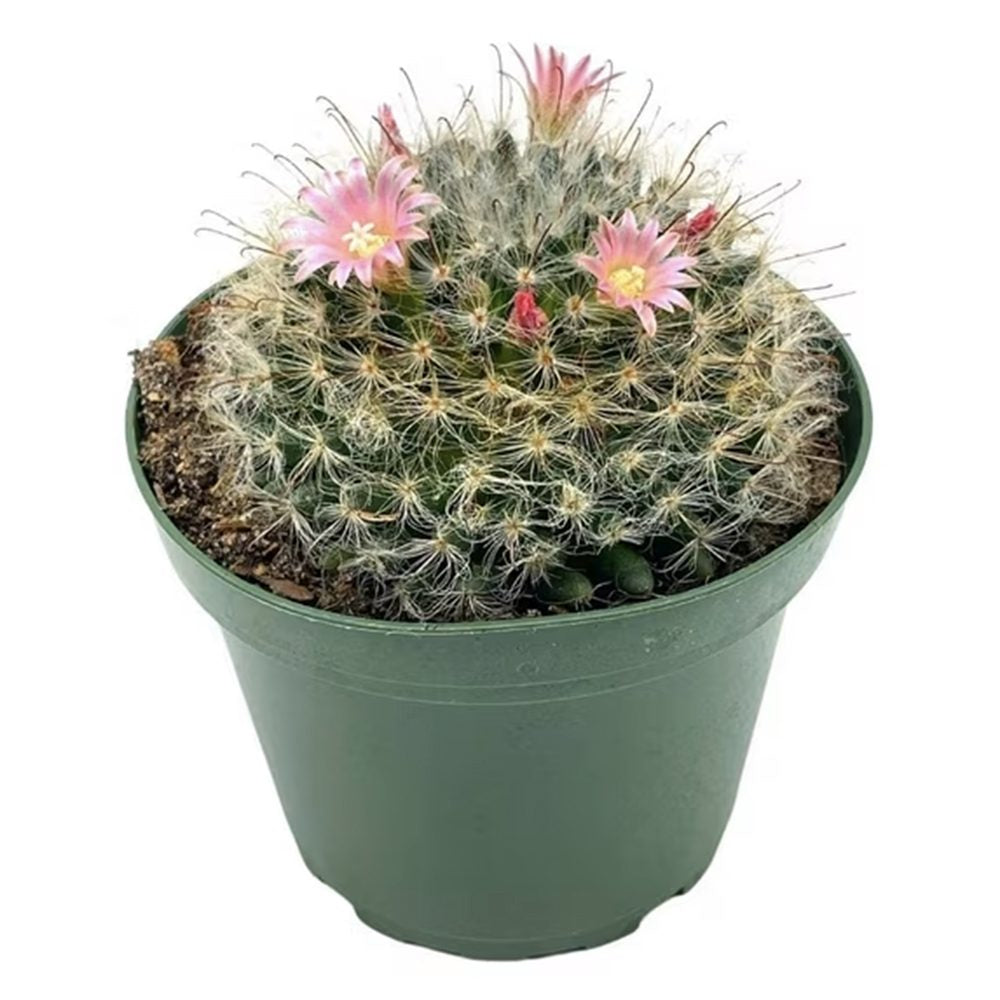 Cactus Globular Mammillaria Bocasana cu flori decorative, ideal pentru interior, usor de ingrijit