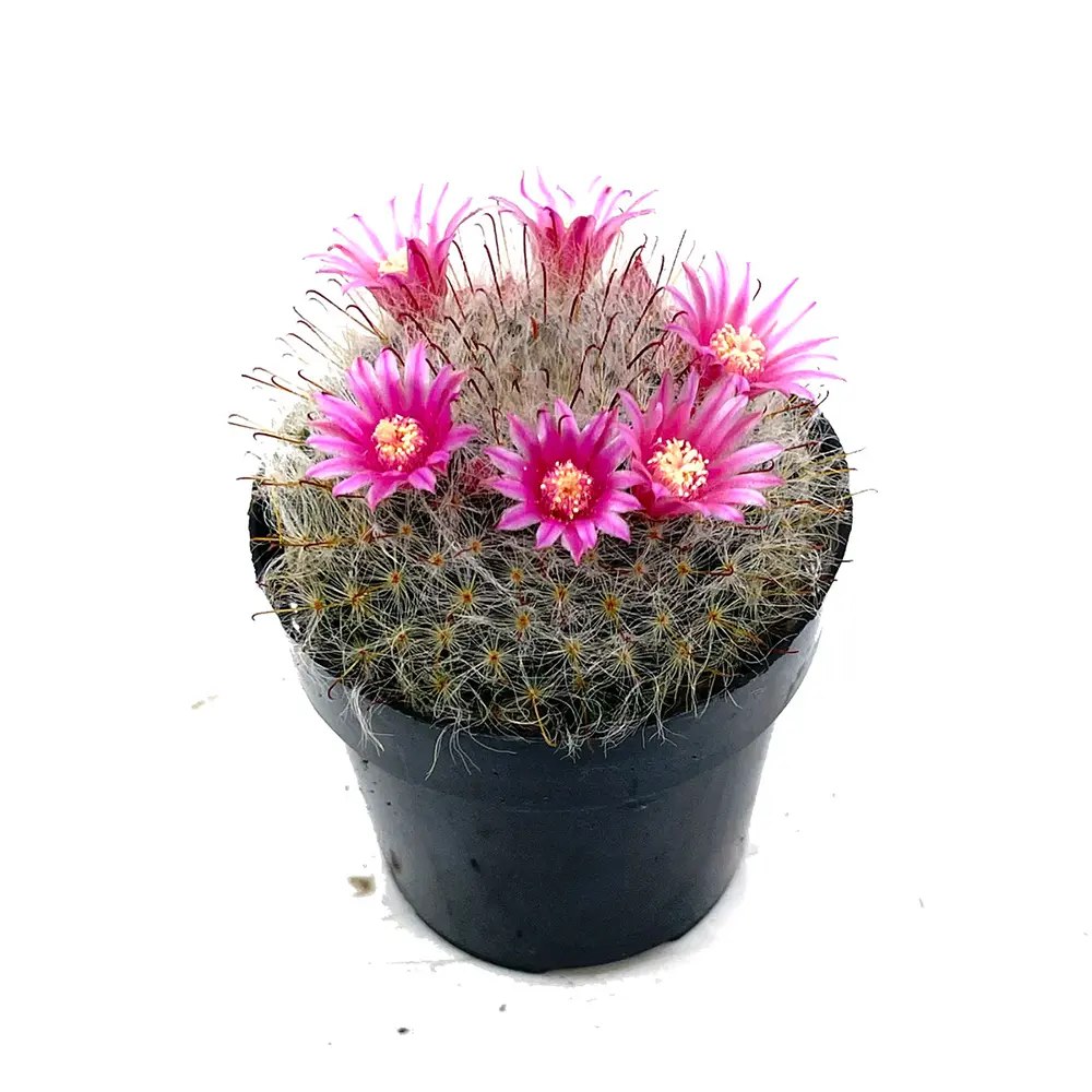Cactus Globular Mammillaria Bocasana cu flori decorative, ideal pentru interior, usor de ingrijit