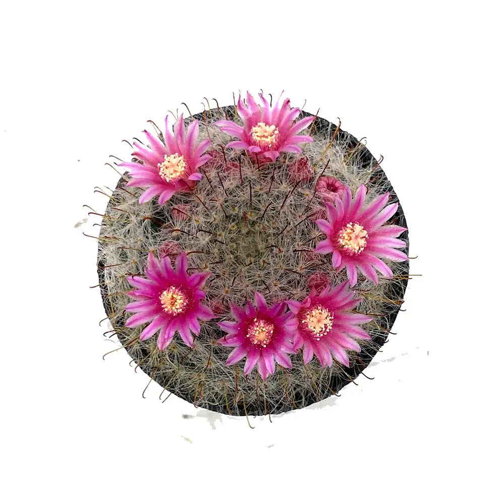 Cactus Globular Mammillaria Bocasana cu flori decorative, ideal pentru interior, usor de ingrijit