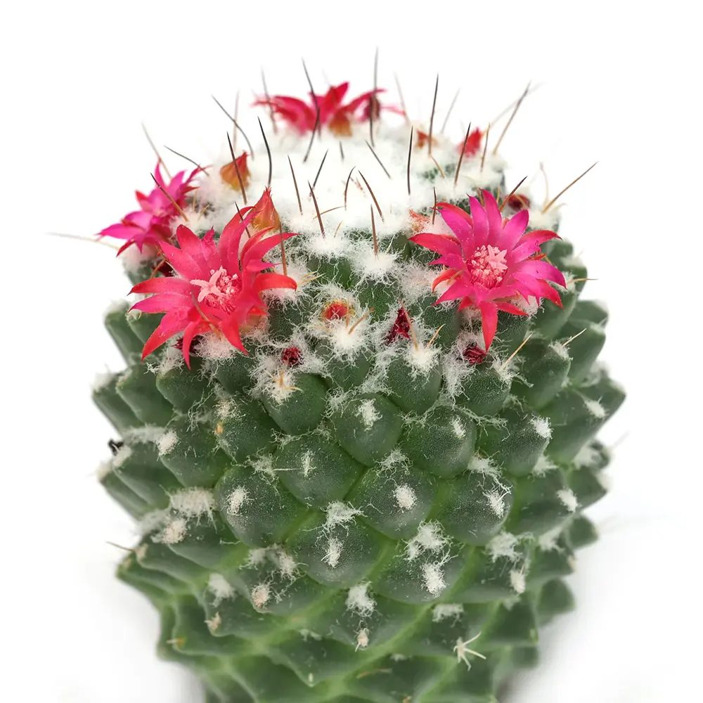 Cactus Globular Mammillaria polythele toluca cu flori roz decorative, ideal pentru interior, usor de ingrijit