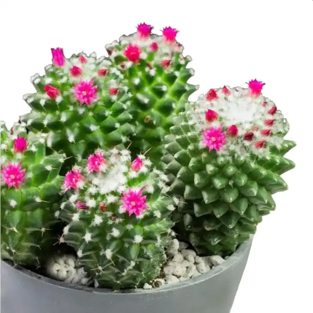 Cactus Globular Mammillaria polythele toluca cu flori roz decorative, ideal pentru interior, usor de ingrijit