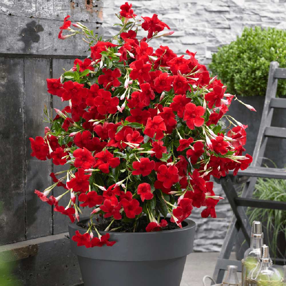 Iasomie Chiliana Mandevilla Rio Grande Red Rosu (Dipladenia), planta cataratoare cu flori rosii, pentru ghiveci si terasa, inflorire lunga
