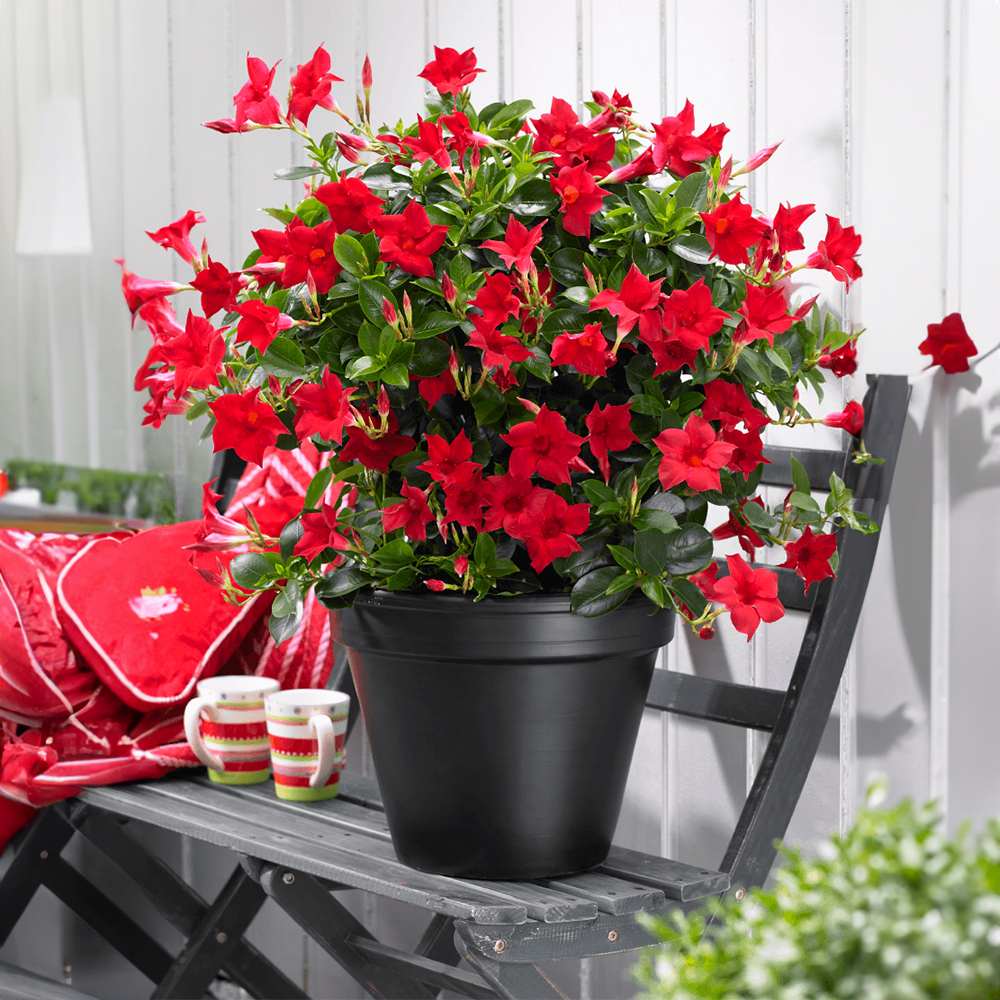 Iasomie Chiliana Mandevilla Sundaville Red Early Scarlet (Dipladenia), planta cataratoare cu flori rosii, pentru ghiveci si terasa, inflorire lunga