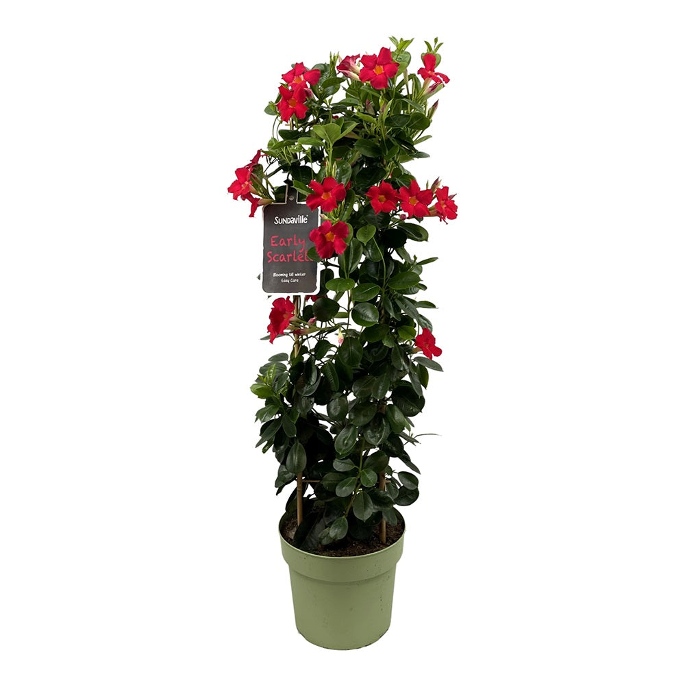 Iasomie Chiliana Mandevilla Sundaville Red Early Scarlet (Dipladenia), planta cataratoare cu flori rosii, pentru ghiveci si terasa, inflorire lunga