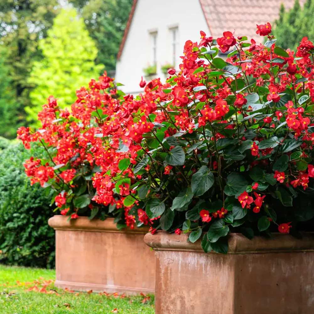 Iasomie Chiliana Mandevilla Rio Grande Red Rosu (Dipladenia), planta cataratoare cu flori rosii, pentru ghiveci si terasa, inflorire lunga