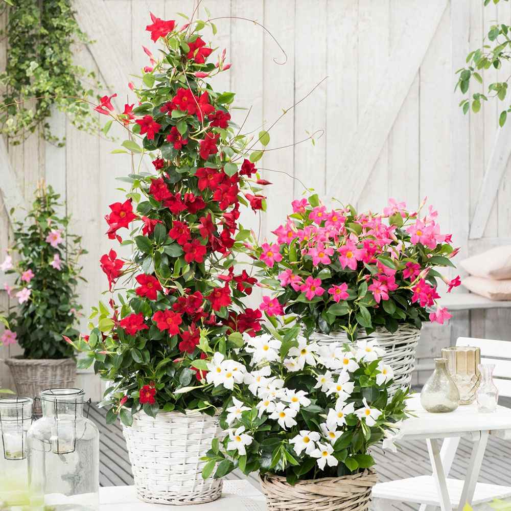 Iasomie Chiliana Mandevilla Rio Grande Red Rosu (Dipladenia), planta cataratoare cu flori rosii, pentru ghiveci si terasa, inflorire lunga