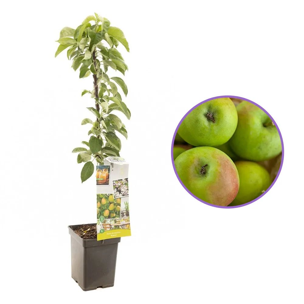Mar Columnar Bolero (Malus Bolero), cu fructe dulci, an 3 pe rod
